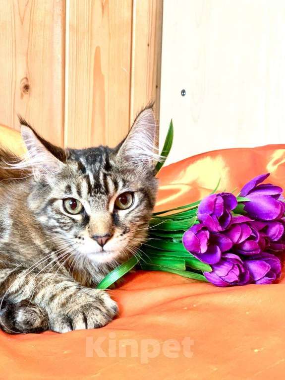 Кошки в Челябинске: 🔥🔥🔥 КОТЕНОК МЕЙН-КУН ПОЛИДАКТ ДЕВОЧКА Девочка, Бесплатно - фото 3