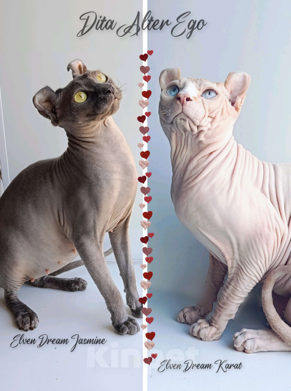 Кошки в Нефтекамске: канадский сфинкс эльф Девочка, 35 000 руб. - фото 5