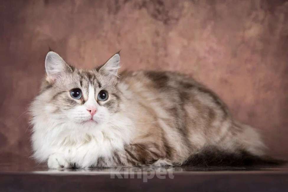 Кошки в Москве: Рэгдолл Одри в добрые руки Девочка, 1 руб. - фото 3