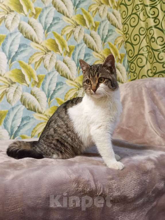 Кошки в Ростове-на-Дону: Пятимесячная кошечка ищет дом Девочка, Бесплатно - фото 1