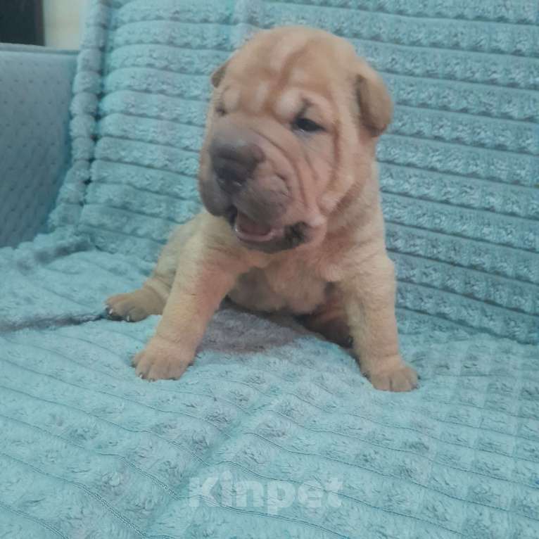 Собаки в Казани: Щенок Шарпея Девочка, 15 000 руб. - фото 2