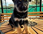 Собаки в Серпухове: Щенки метисы Хаски Мальчик, 1 руб. - фото 2