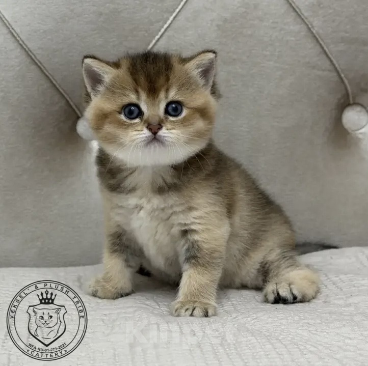 Кошки в Люберцах: Британский котенок Девочка, 20 000 руб. - фото 1