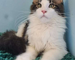 Кошки в Самаре: Котенок породы Мейн-кун, MCO male Lord, color n 03 22 Мальчик, 35 000 руб. - фото 1