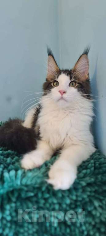 Кошки в Самаре: Котенок породы Мейн-кун, MCO male Lord, color n 03 22 Мальчик, 35 000 руб. - фото 1
