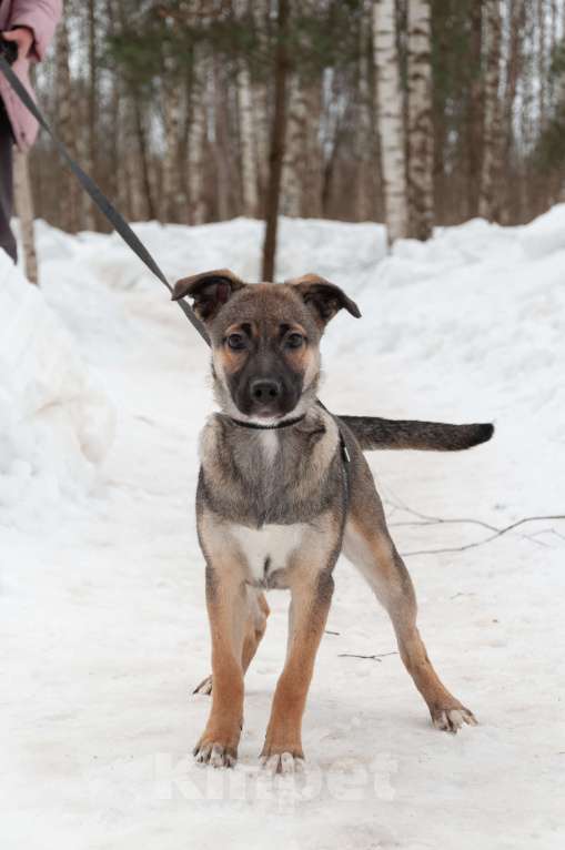 Собаки в Ногинске: Ищем дом для Ванессы — очаровательной 4х-месячной девочки, полной жизни и любви. Девочка, Бесплатно - фото 9