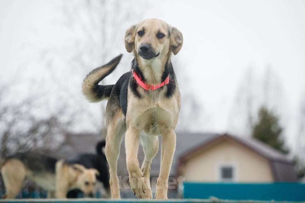 Собаки в Москве: Небольшая забавная собачка Глори в дар Девочка, 1 руб. - фото 4