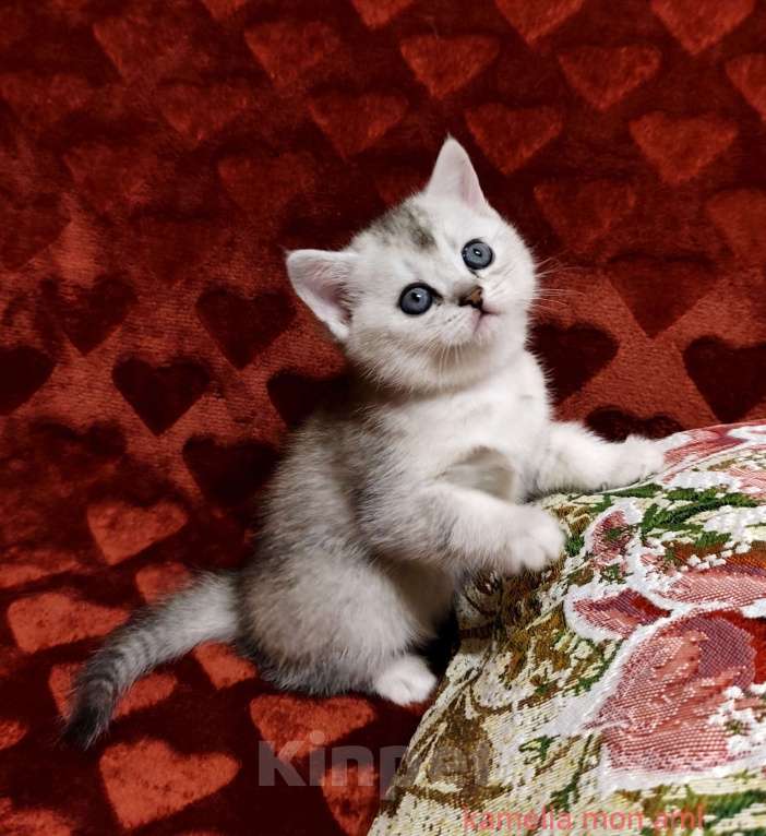 Кошки в Санкт-Петербурге: Шотландский котенок девочка Девочка, Бесплатно - фото 2