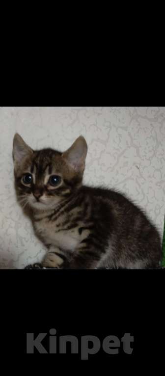 Кошки в Севастополе: Котёнок, девочка. Подпалового окраса. Полосатая. Девочка, Бесплатно - фото 2