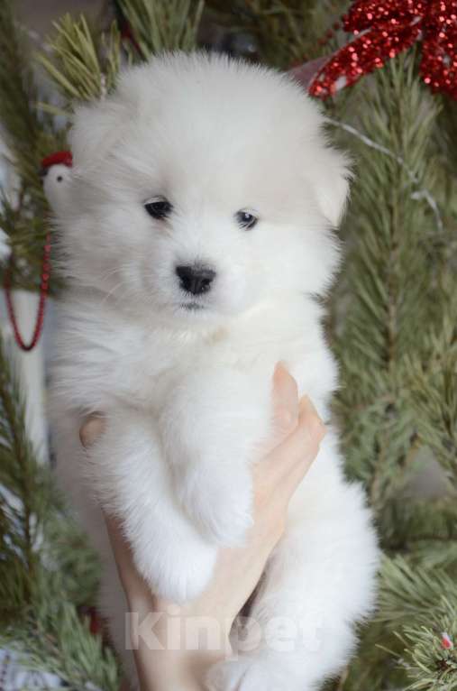 Собаки в Хабаровске: Щенки самоеда Девочка, Бесплатно - фото 2