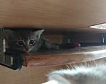 Кошки в Иркутске: Кртята в добрые руки Девочка, Бесплатно - фото 2