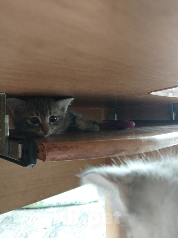 Кошки в Иркутске: Кртята в добрые руки Девочка, Бесплатно - фото 2