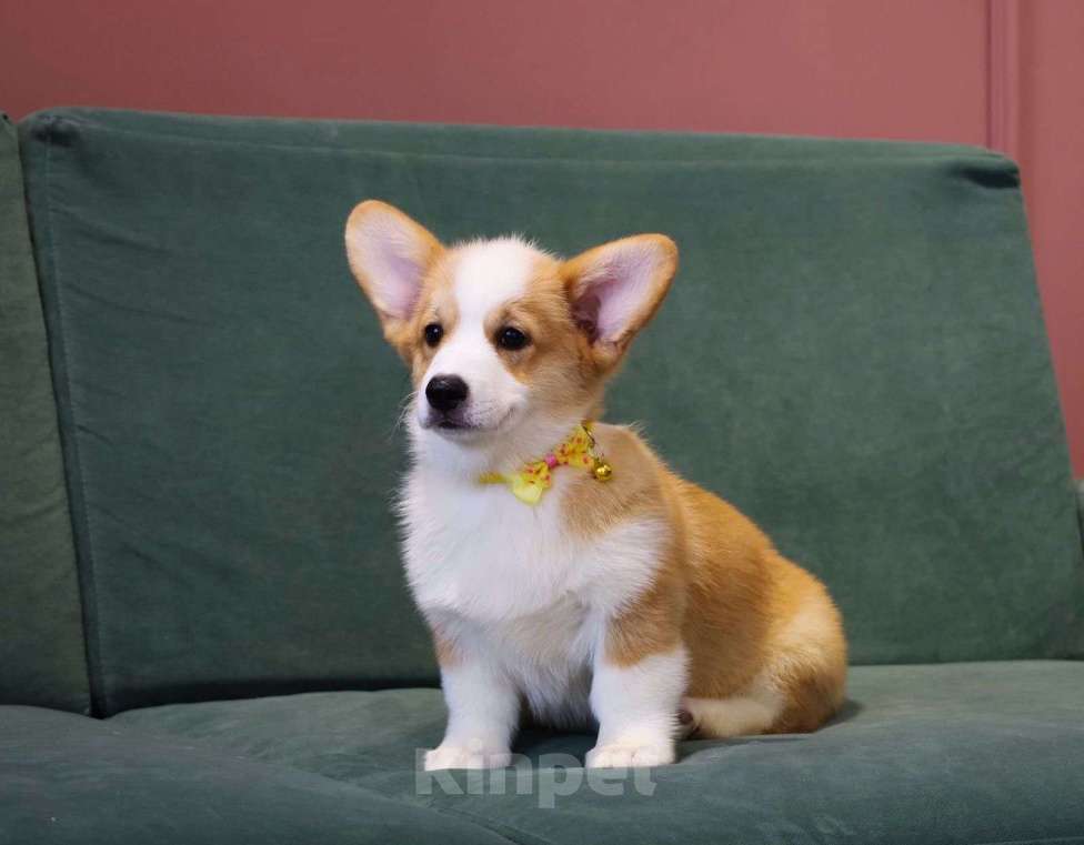 Собаки в Ростове-на-Дону: Корги  Мальчик, 30 000 руб. - фото 1