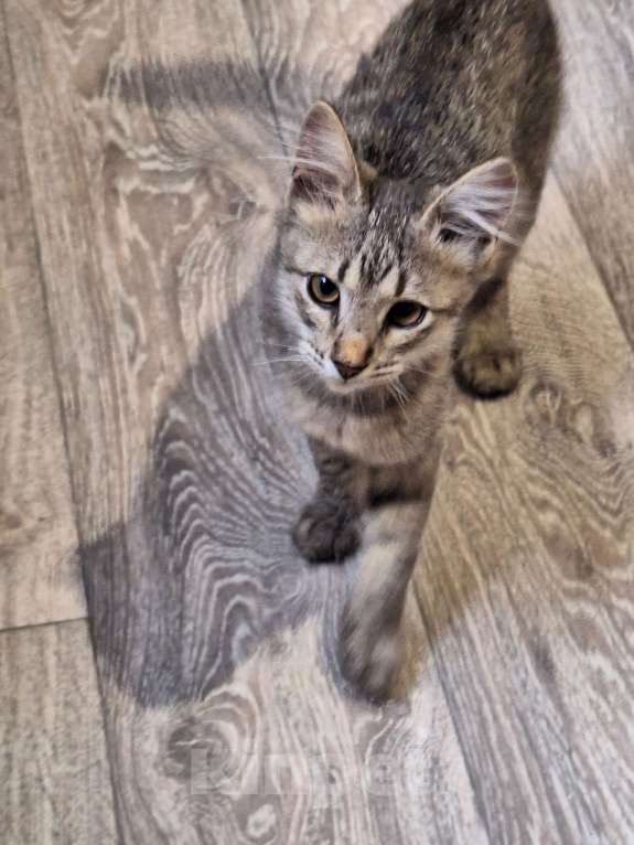 Кошки в Люберцах: Котенок в добрые руки Мальчик, Бесплатно - фото 5