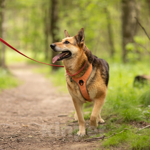 Собаки в Москве: Тера Девочка, Бесплатно - фото 2