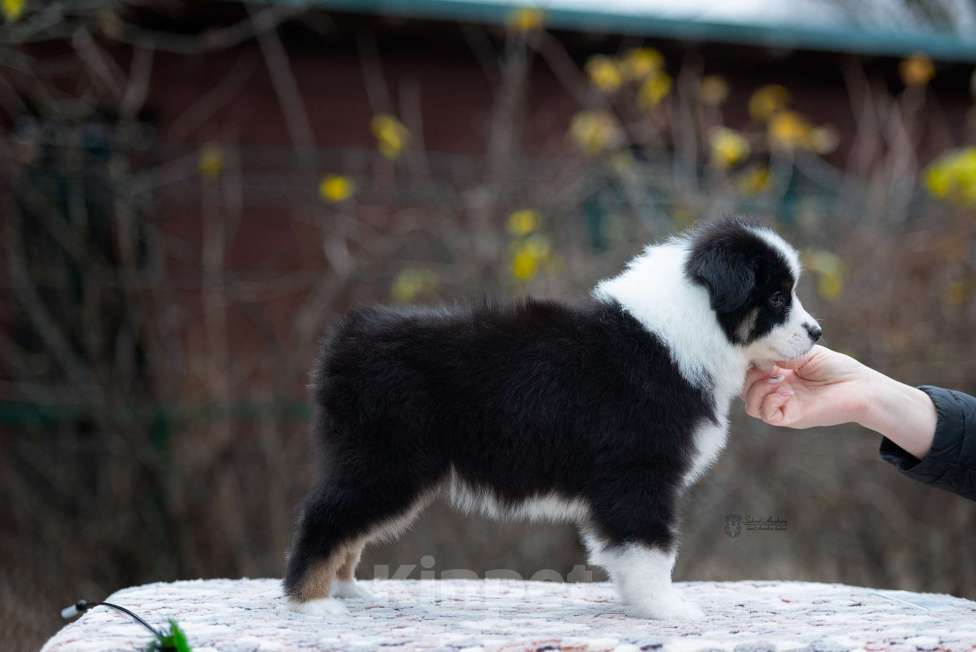 Собаки в Москве: Миниатюрная американская овчарка (мини-аусси) Девочка, 100 000 руб. - фото 6