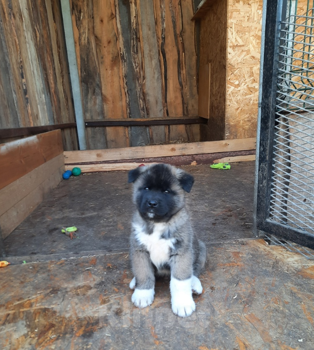 Собаки в Москве: Щенки американской акиты Мальчик, 60 000 руб. - фото 4