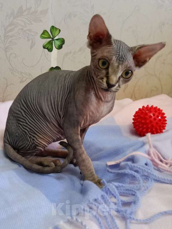 Кошки в Усть-Лабинске: Канадский сфинкс котята Мальчик, 7 000 руб. - фото 4