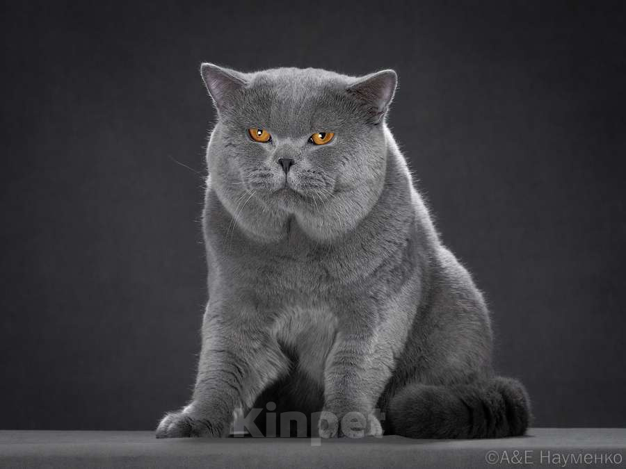 Кошки в Москве: Голубой британский кот. Крупный. Мальчик, 60 000 руб. - фото 1