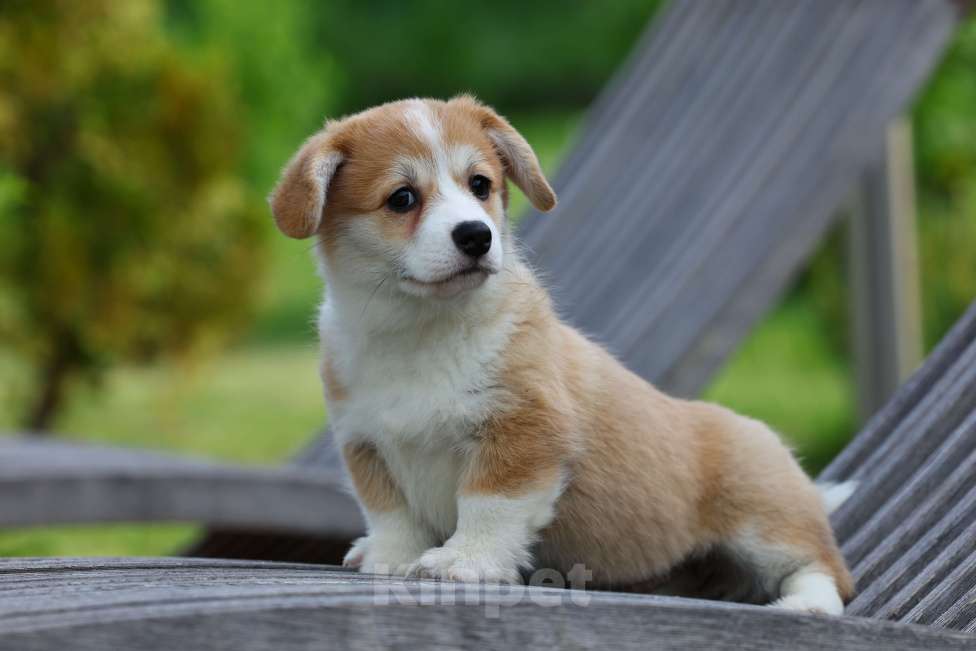 Собаки в Владивостоке: Девочка вельш-корги Девочка, Бесплатно - фото 2