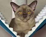 Кошки в Калининграде: Котенок. Европейская бурма. Питомник Девочка, Бесплатно - фото 1