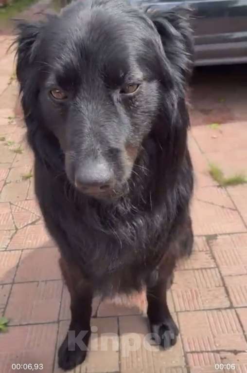 Собаки в других городах Московской области: Пропал друг семьи  Мальчик, 50 000 руб. - фото 3