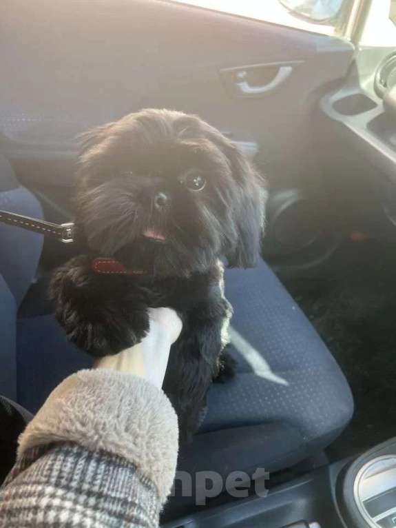 Собаки в других городах Иркутской области: Продам собачку Мальчик, 18 000 руб. - фото 1