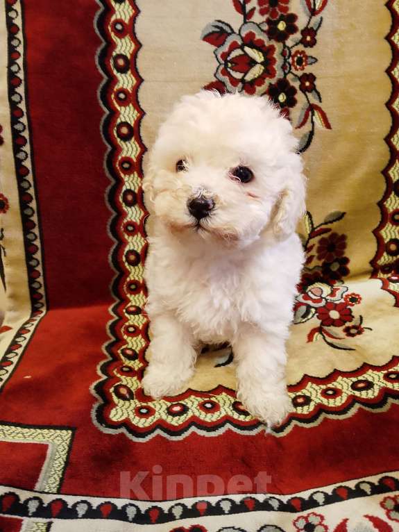 Собаки в других городах Самарской области: Той пудель Мальчик, 35 000 руб. - фото 2