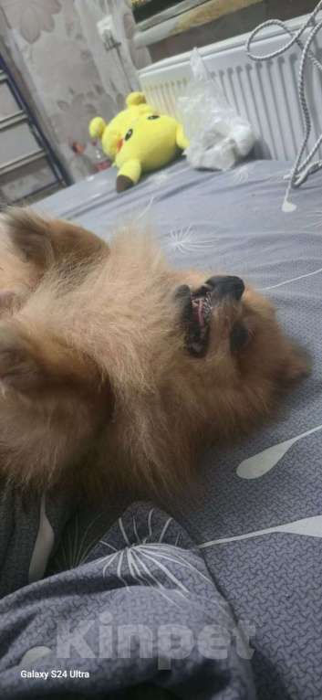 Собаки в Прохладном: Потерялся Шпиц! Мальчик, Бесплатно - фото 4