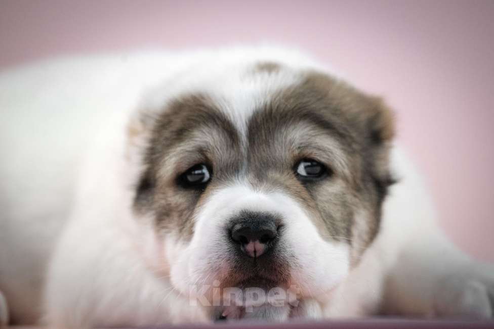 Собаки в других городах Нижегородской области: Щенок среднеазиатской овчарки ищет дом! Девочка, Бесплатно - фото 4