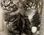Кошки в Томске: Продажа котенка мейн-кун Мальчик, Бесплатно - фото 1