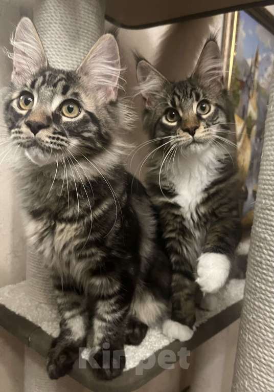 Кошки в Томске: Продажа котенка мейн-кун Мальчик, Бесплатно - фото 1