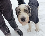 Собаки в Москве: Найдена собака Калошино, Щелковское шоссе,  сиреневый сад  Мальчик, Бесплатно - фото 3