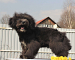 Собаки в Москве: мальтипу мини и микро, бэби фейс Мальчик, 100 000 руб. - фото 3