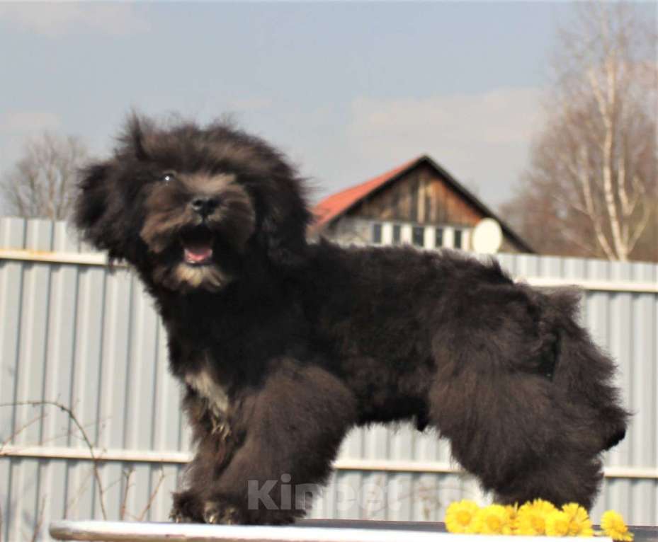 Собаки в Москве: мальтипу мини и микро, бэби фейс Мальчик, 100 000 руб. - фото 3