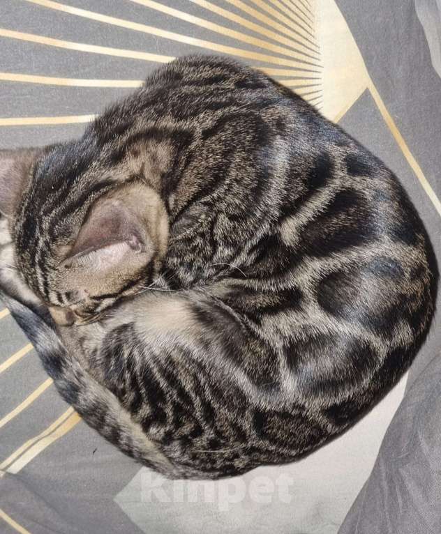 Кошки в Кемерово: Бенгальские котята с документами Мальчик, 50 000 руб. - фото 1