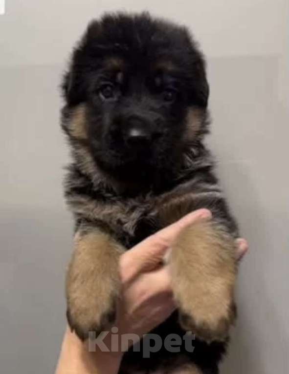 Собаки в Екатеринбурге: Щенки немецкой овчарки Разнополые, Бесплатно - фото 4