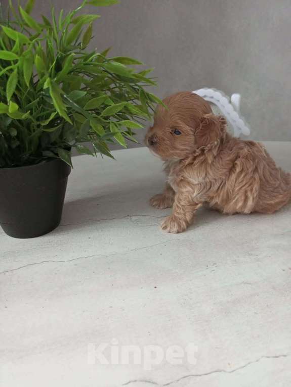 Собаки в Лиски: Мальтипу F1 мини Мальчик, Бесплатно - фото 2