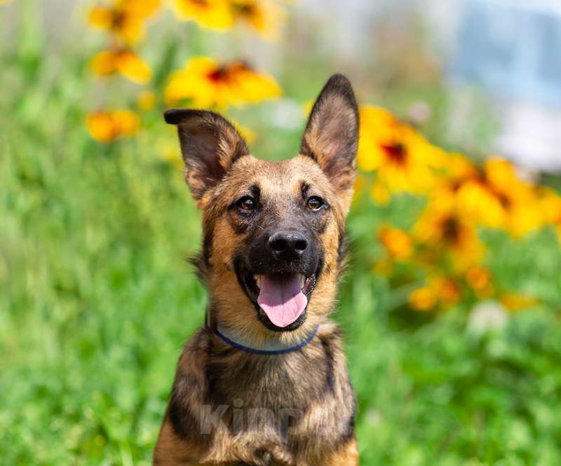 Собаки в Москве: Щенок-коротколапик Барсюк в добрые руки Мальчик, 1 руб. - фото 2