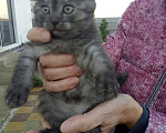 Кошки в других городах Краснодарского края: Котята шотландской вислоухой Мальчик, 3 000 руб. - фото 2