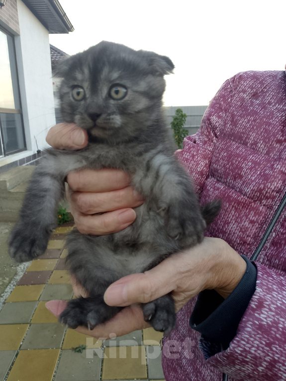 Кошки в других городах Краснодарского края: Котята шотландской вислоухой Мальчик, 3 000 руб. - фото 2