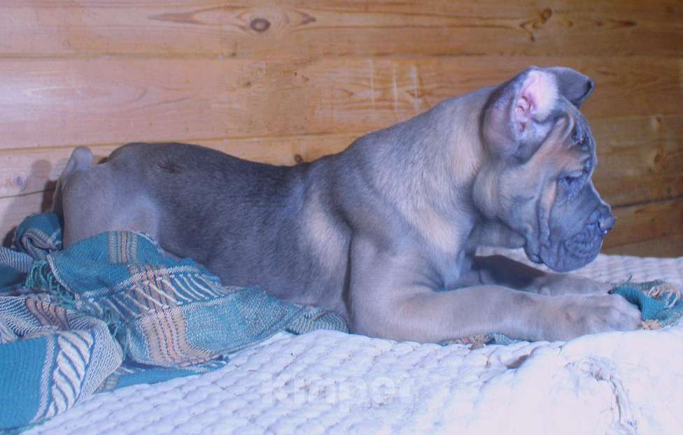 Собаки в Пушкино: Мальчик и три девочки кане корсо Девочка, 70 000 руб. - фото 6