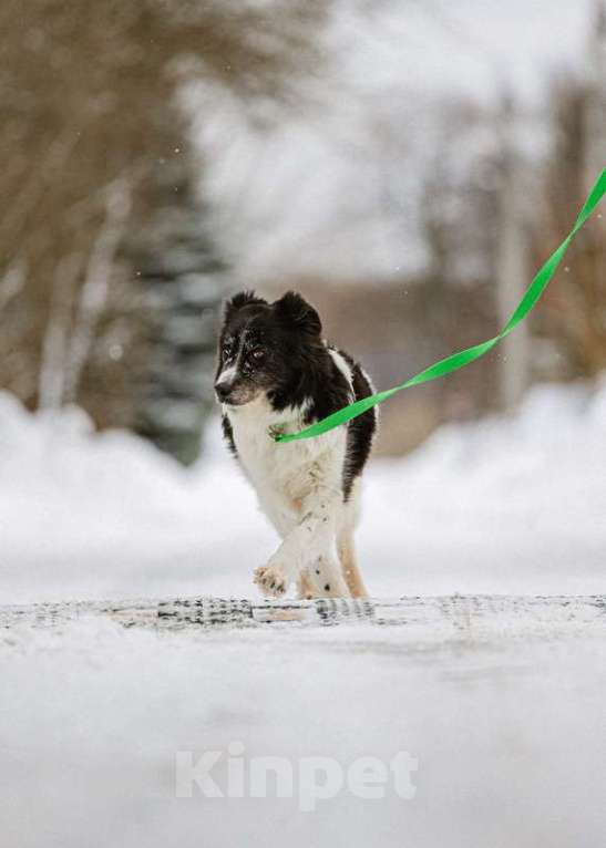 Собаки в Москве: Пушистая аусси Снежа в добрые руки Девочка, Бесплатно - фото 2