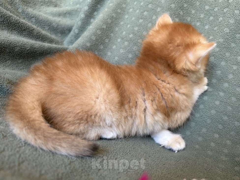 Кошки в Москве: Золотая шиншилла девочка Солнышко Девочка, 30 000 руб. - фото 4