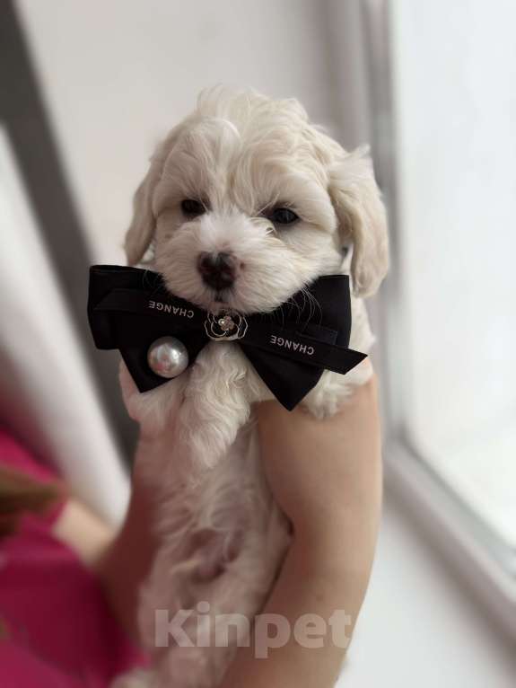 Собаки в Иваново: Той-пудель Мальчик, 80 000 руб. - фото 6