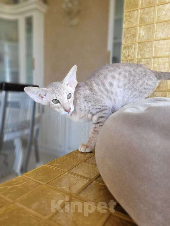 Кошки в Тамбове: Оиентальная кошечка Девочка, Бесплатно - фото 1