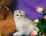 Кошки в других городах Крыма: Шотландская вислоухая девочка Девочка, 15 000 руб. - фото 1