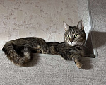 Кошки в Раменском: ПРОПАЛА КОШКА Девочка, Бесплатно - фото 9