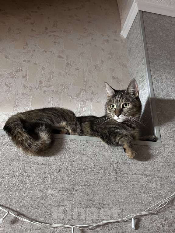 Кошки в Раменском: ПРОПАЛА КОШКА Девочка, Бесплатно - фото 9