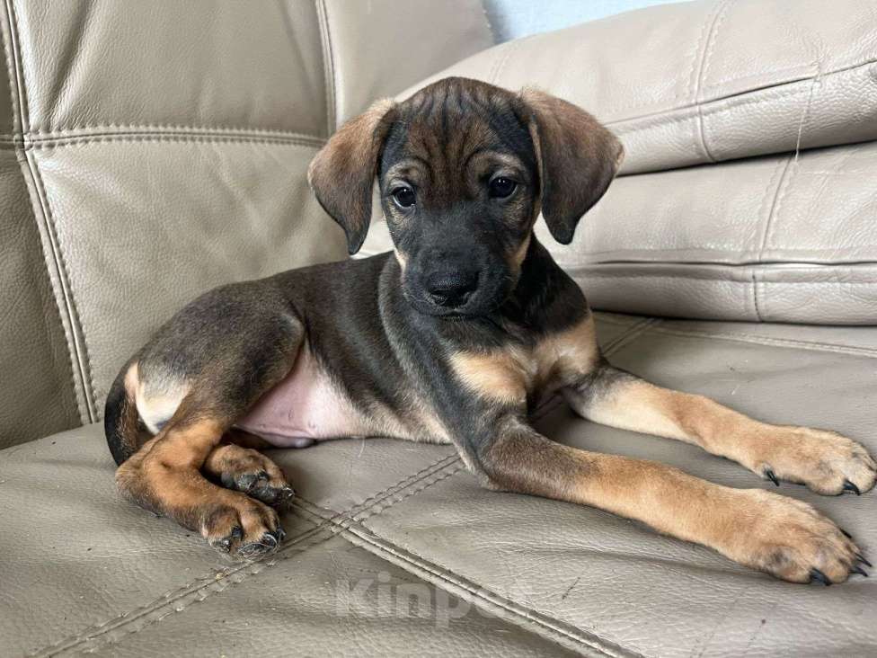 Собаки в Москве: Щеночек в добрые ручки Мальчик, Бесплатно - фото 5